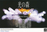 光の森
